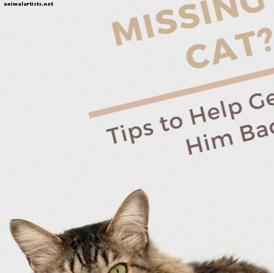 10 consejos útiles sobre cómo encontrar un gato perdido o desaparecido