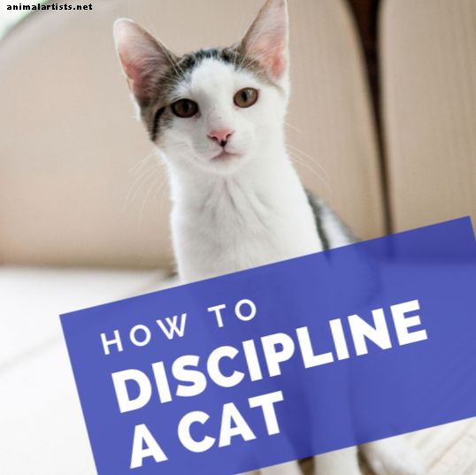 Qual é a melhor maneira de disciplinar um gato?  Dicas de um pai gato