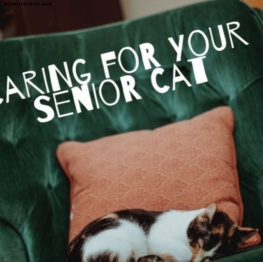 Mejorando la calidad de vida de tu gato mayor