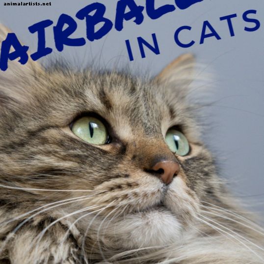 Bolas de pelo en los gatos: causas, remedios y cómo prevenirlos