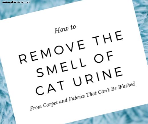 Cómo deshacerse del olor a orina de gato