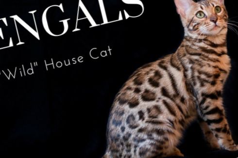 Las alegrías y los peligros de vivir con un gato de Bengala como mascota