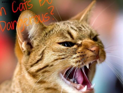 ¿Por qué los gatos domésticos atacan a sus dueños?