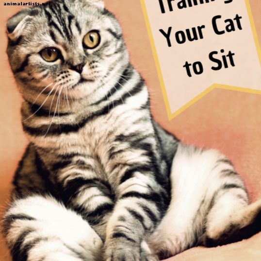 Entrenamiento de gatos: cómo enseñar a tu gato a sentarse