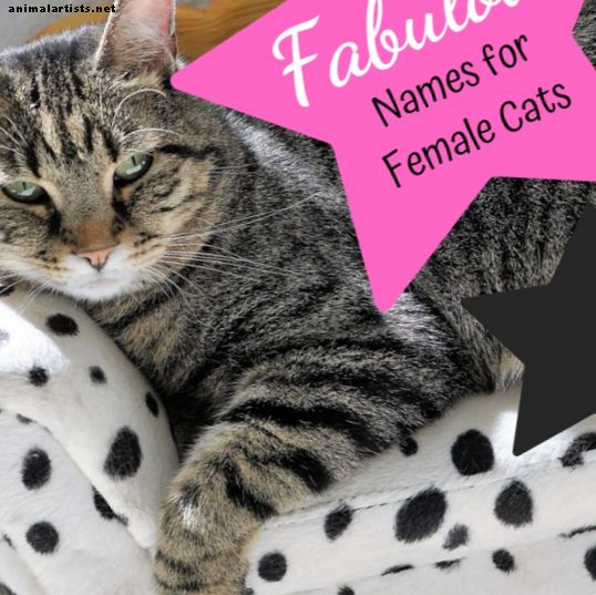 Nombres de gatitos: 40 nombres fabulosos para gatos femeninos