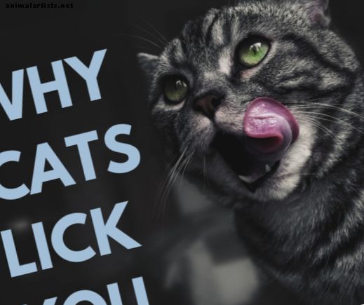 5 razones por las que los gatos lamen a sus dueños