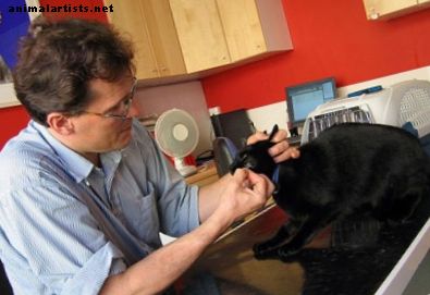 أفضل نظام غذائي لالتهاب الفم القطط: علاج طبيعي لقطتك