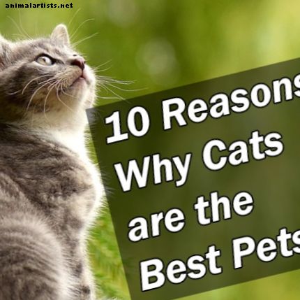 10 razones por las que los gatos son las mejores mascotas