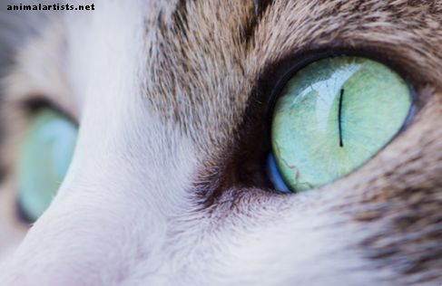 Домашние средства для проблем кошачьего глаза