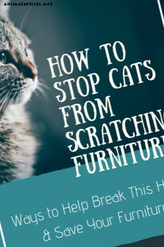 Cómo evitar que los gatos rasquen los muebles