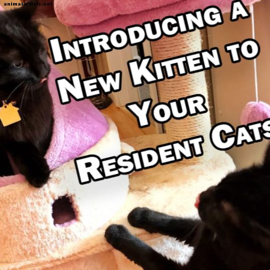 Presentando un nuevo gatito a tus gatos residentes