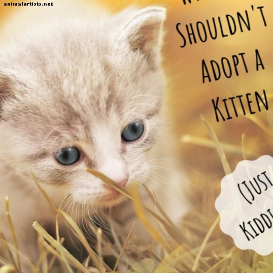 9 põhjust, miks te ei peaks kassipoega lapsendama (või peaksite?)