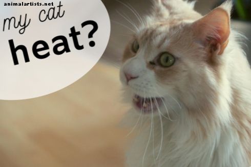 Cómo saber si tu gato está en celo y consejos para calmarla