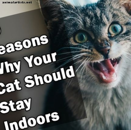 10 razones por las que tu gato debería ser un gato solo para interiores