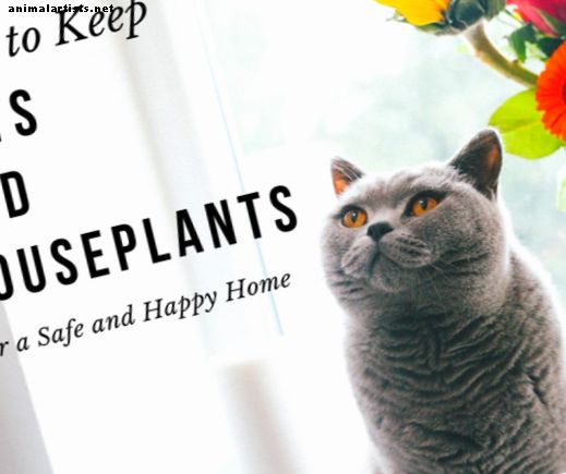 Cómo elegir plantas amigables con los gatos para su casa