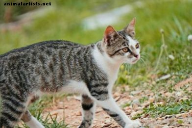15 nombres astronómicos para tu gato (de Albedo a Umbra)