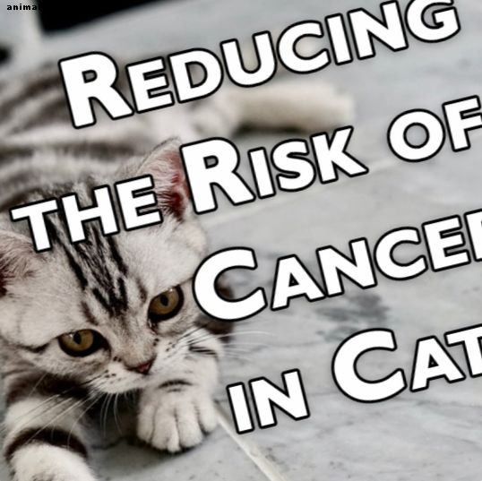الحد من خطر الاصابة بالسرطان في القطط: كيفية الوقاية من السرطان في صديقك القطط