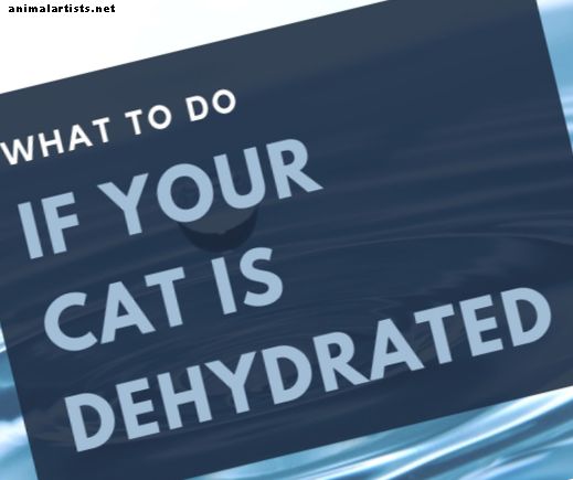 Qué hacer si tu gato está deshidratado