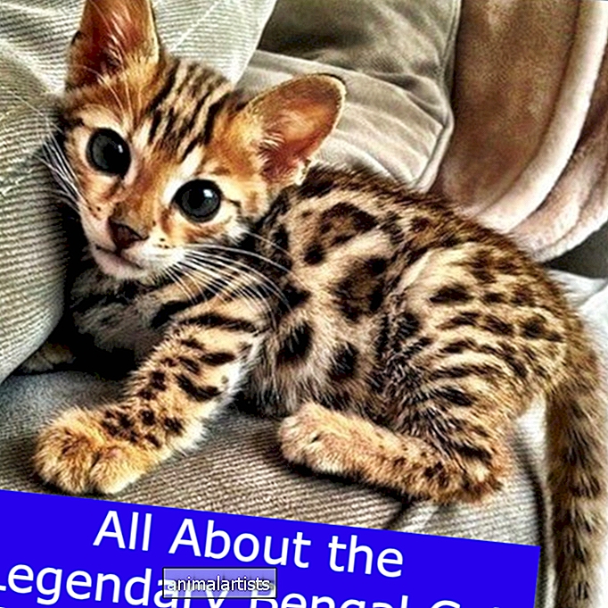 Todo sobre el legendario gato de Bengala