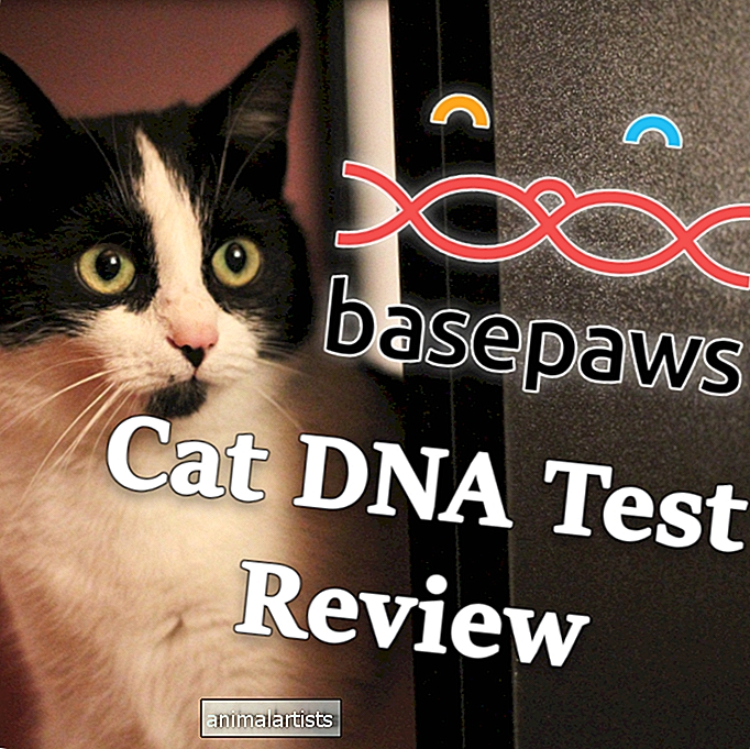 Revisión de la prueba de ADN de Basepaws Cat