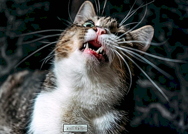 Complicaciones después de la extracción dental en gatos: consejos para el cuidado