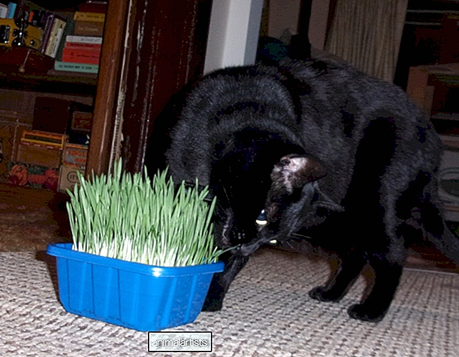Kuidas kasvatada oma kassile nisuheina