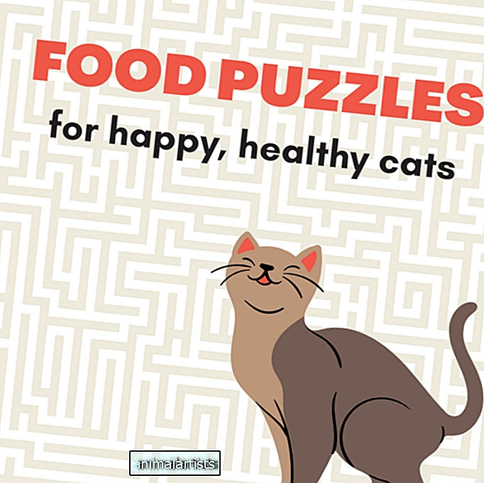 Parimad toidumõistatused kassidele (ja miks nad on olulised)