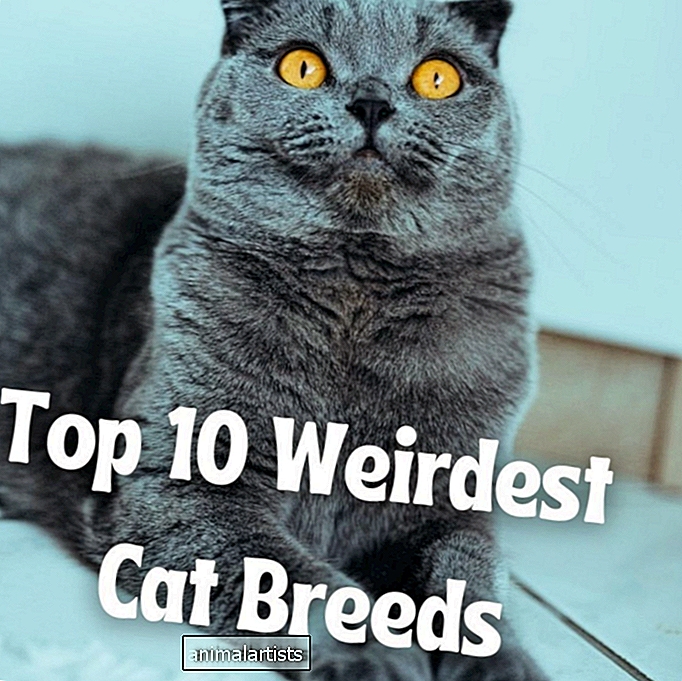 Las 10 razas de gatos más raras