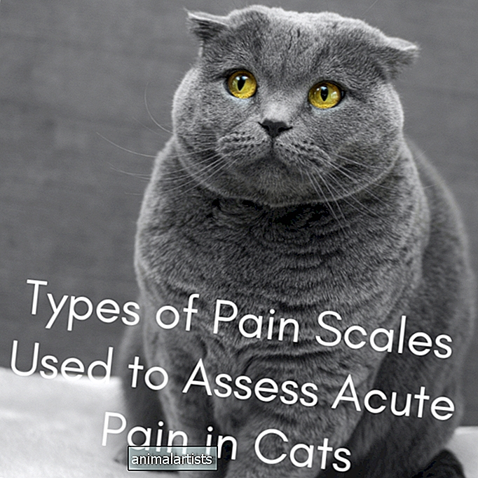 Tipos de escalas de dolor utilizadas para evaluar el dolor agudo en gatos