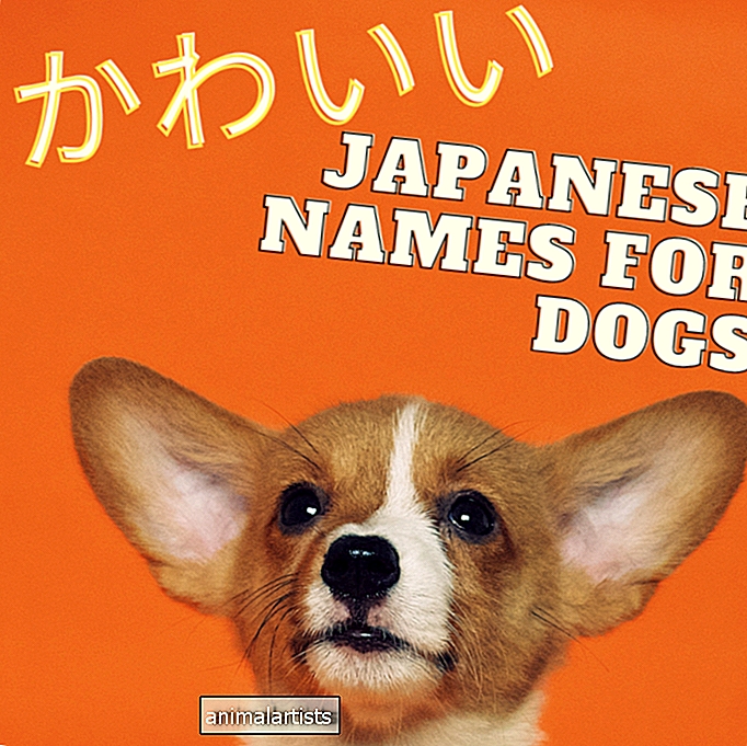 100+ Cute Japanese Dog Names for Your Pet
