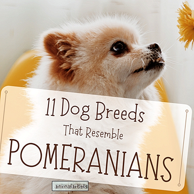 11 razas de perros que se parecen a los pomerania