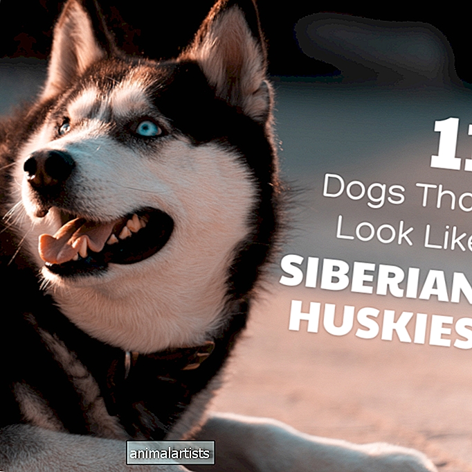 11 perros que parecen perros esquimales