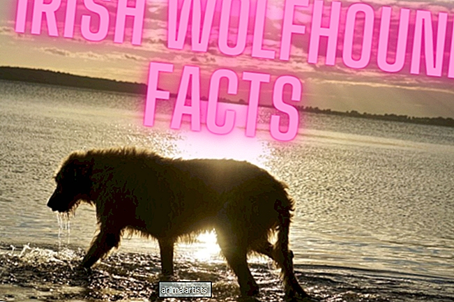 11 datos sobre los perros lobo irlandeses que debes saber