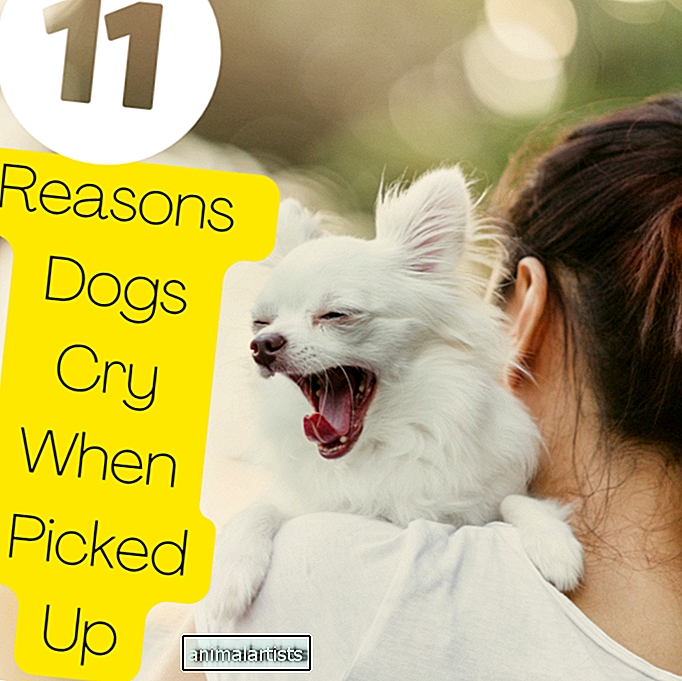 11 سببًا تبكي الكلاب عند اصطحابها