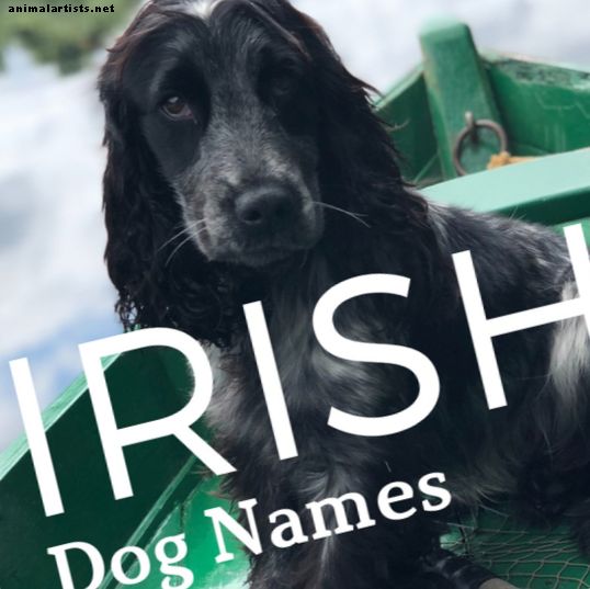 Más de 200 nombres y significados afortunados de perros irlandeses
