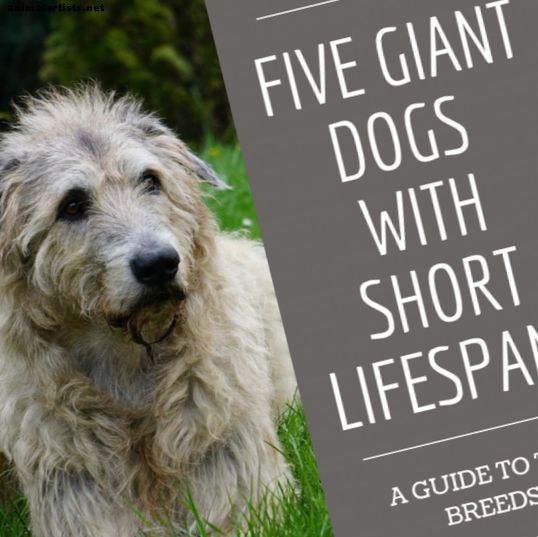 Cinco razas de perros gigantes con una corta vida útil