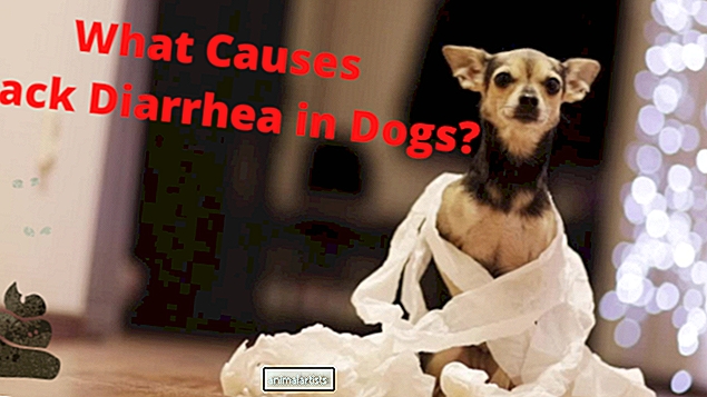 13 causas de diarrea negra en perros