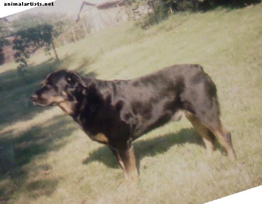 Rottweiler birtoklása: Mit kell tudnod