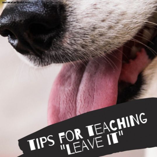 Cómo entrenar a tu perro para que conozca el comando "Déjalo"