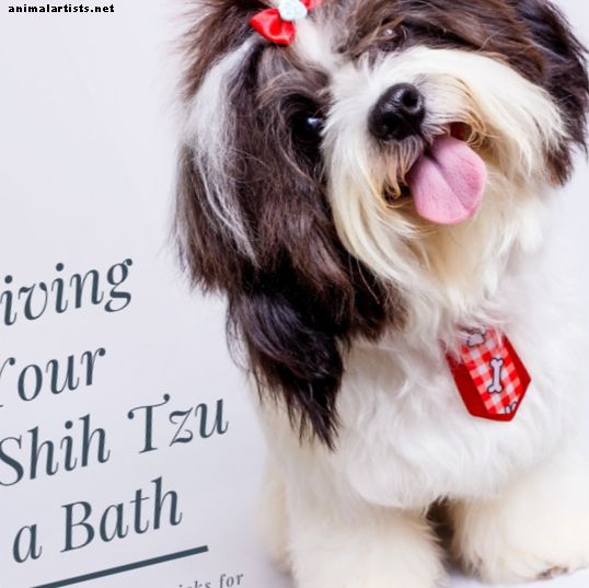 Cómo dar un baño a un Shih Tzu
