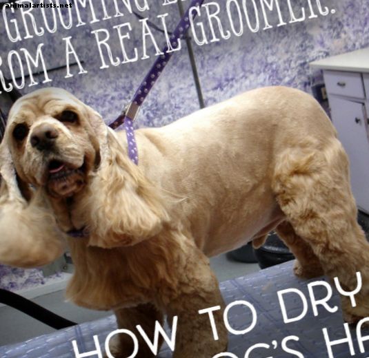 Lecciones de un peluquero: cómo secar a su mascota correctamente