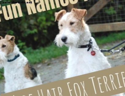 Grandes nombres para perros Wire Terrier Fox Terrier
