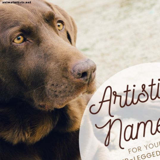 Grandes nombres de perros artistas