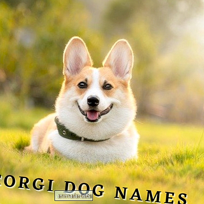 Más de 175 nombres de perros Corgi (con significados)