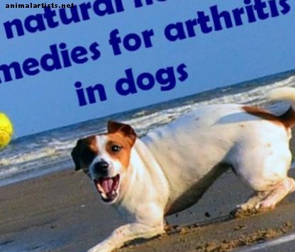 التهاب المفاصل في الكلاب: العلاج ، العلاجات المنزلية الطبيعية ، والأعراض