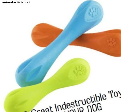 10 juguetes para perros más indestructibles