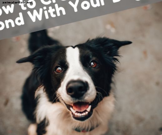 Cómo y por qué deberías crear un vínculo sólido con tu perro