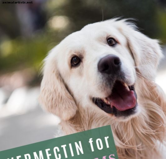 Kas aeglane tapmine on teie koera jaoks kõige ohutum südameusside ravim ja ravi?