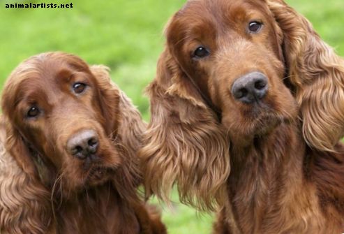 100 nombres de perros de caza: macho y hembra