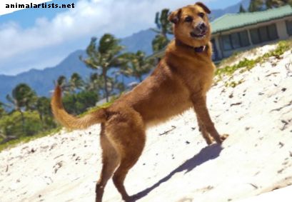70 nombres de perros hawaianos